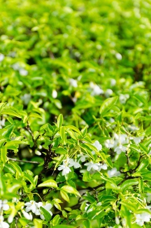 Green bush for background useの写真素材