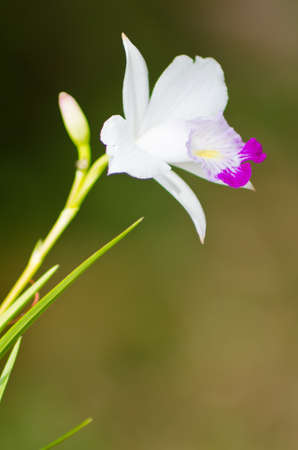 Closeup blossom flowerの写真素材