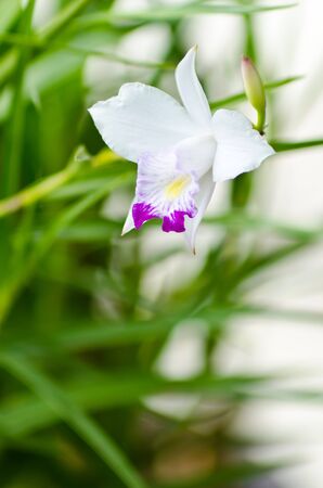 Closeup blossom flowerの写真素材