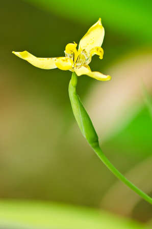 Closeup little yellow flower blossomの写真素材