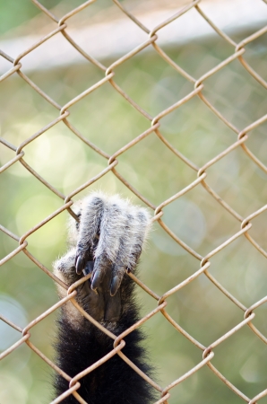Monkey hand in the cageの写真素材