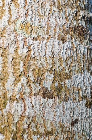 Closeup tree surface for backgroundの写真素材