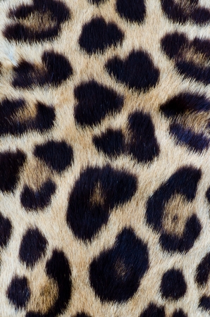 Real leopard hair for backgroundの写真素材