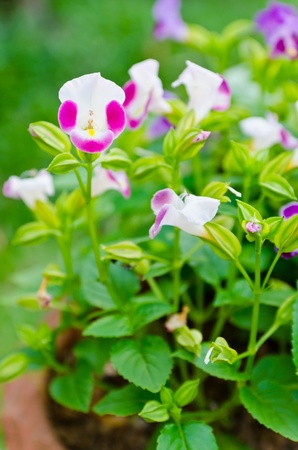 Blossom little flowerの写真素材