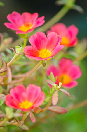 Closeup blossom little hogweedの写真素材