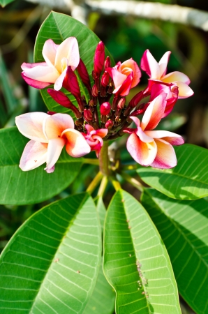 Closeup blossom pink flowerの写真素材