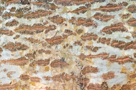 Tree surface closeup for backgroundの写真素材