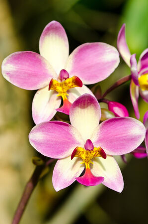 Violet flower closeupの写真素材