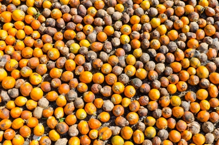 Dry Betel nut closeupの写真素材