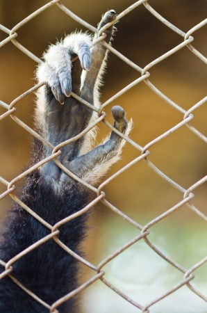 Monkey hand closeupの写真素材