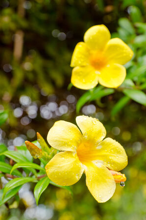 Allamanda flower blossomの写真素材