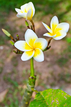 Beauty blossom frangipaniの写真素材