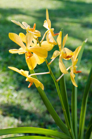 Beauty yellow orchid blossomの写真素材