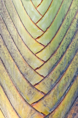 Big banana tree surfaceの写真素材