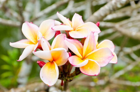 Blossom of frangipaniの写真素材