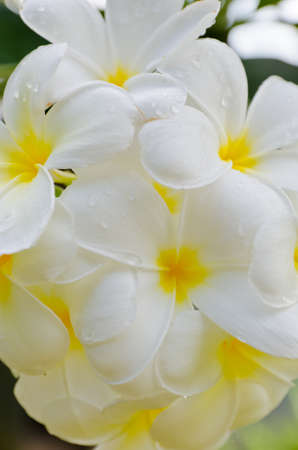 Blossom white frangipaniの写真素材