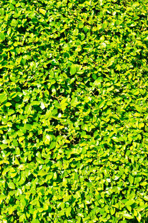 Closeup green bushの写真素材