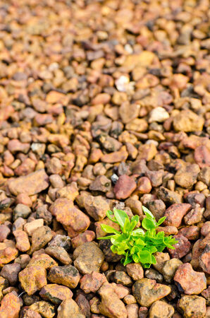 Little green tree growingの写真素材