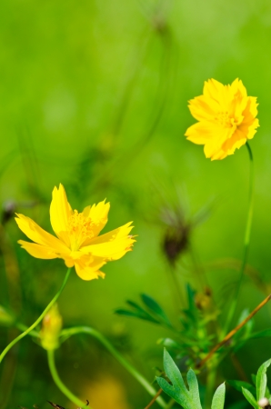 Marigold flower blossom closeup with green nature backgroundの写真素材