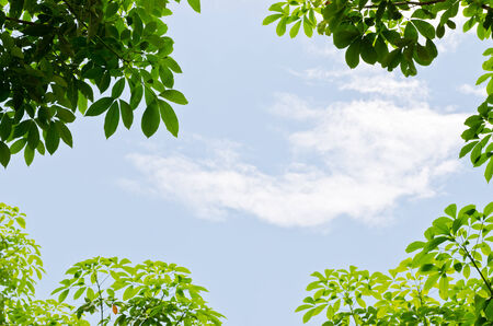 Green leaf with nature skyの写真素材