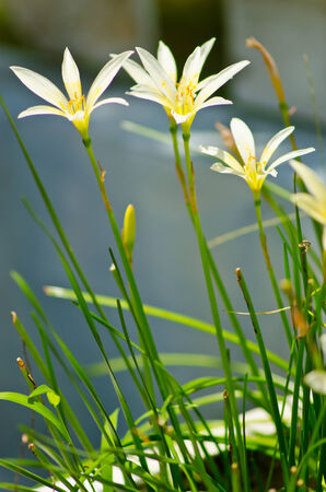 Blossom little white lilyの写真素材