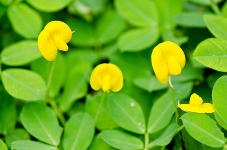 Pinto Peanut blossomの写真素材