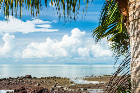 Beauty blue sky with coconut treeの写真素材