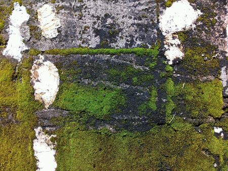 Closeup image of old mossy wallの素材