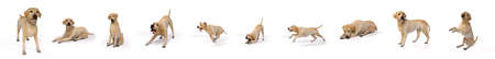 3D Render : Dog breed labrador retriever with 10 posture. portrait of cute labrador dog as jumping, running, sleeping ,yawning and sittingの写真素材