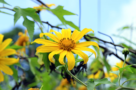 Mexican sunflower on light blue background at Doi Laung Chiangdao in Chiangmai, Thailandの写真素材
