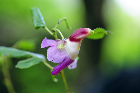 impatiens psittacina at Doi Luang Chiang Dao, Chiang Mai Province, Thailandの写真素材