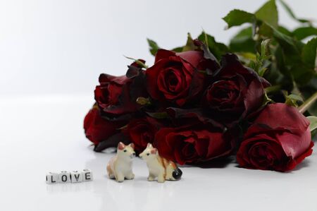 Red roses on a white background,For Valentine's Dayの写真素材