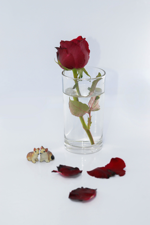Red roses in a glass of water on a white background, for Valentine's Day.の写真素材