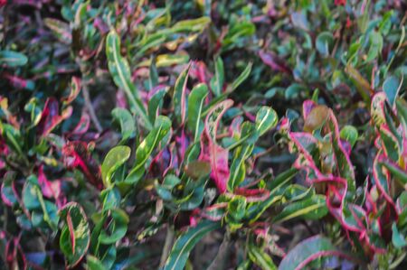 Oksn leaves a major characterの写真素材