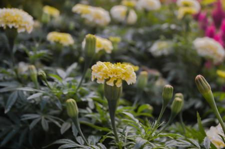 Marigold yellow beautiful natural surroundings.の写真素材