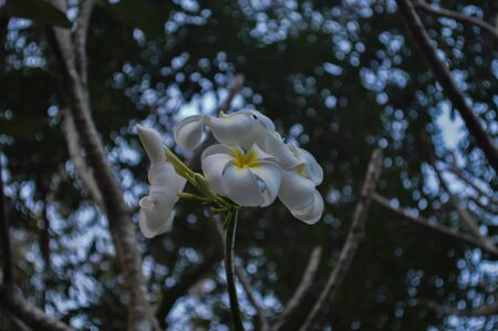 Plumeria flower in the gardenの写真素材