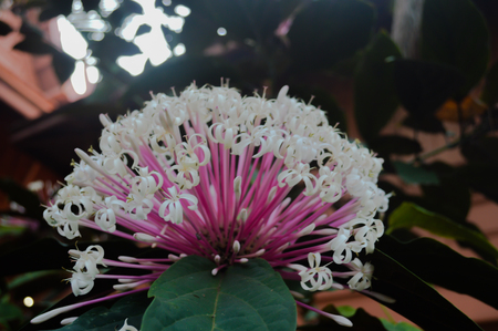 White flowers in the garden in the midst of nature.の写真素材
