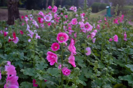 Pink flowers in the gardenの写真素材