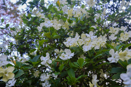 White flowers in the garden in the midst of nature.の写真素材