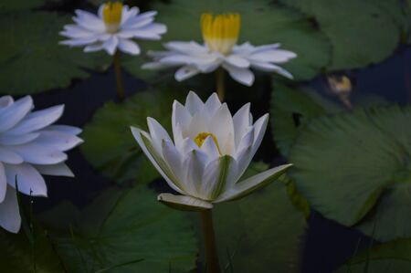 White lotus in pondの写真素材