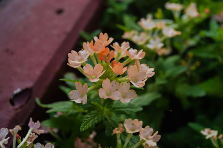 Orange flowers in the gardenの写真素材