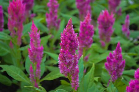 Pink flowers in the gardenの写真素材
