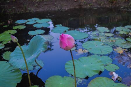 Spider on a pink lotus in a pond.の写真素材
