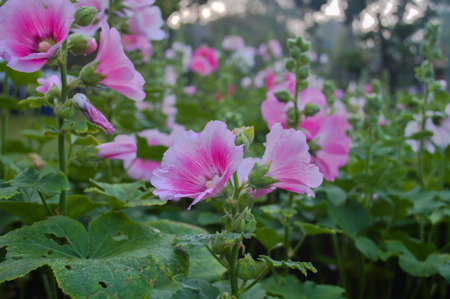 Pink flowers in the gardenの写真素材