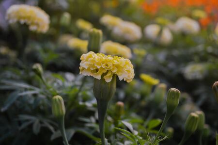 Marigold yellow beautiful natural surroundings.の写真素材