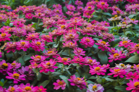 Pink flowers in the gardenの写真素材