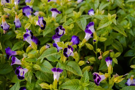 Dwarf purple flowers in the gardenの写真素材