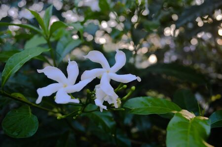 White flowers in gardenの写真素材