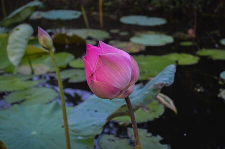 Pink lotus in the pondの写真素材