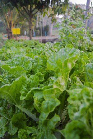 Convert organic vegetables in one of Samutsongkhram, Thailand.の写真素材